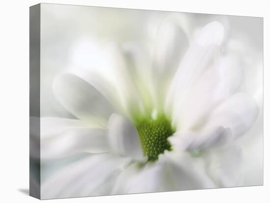 White Creamy Green-Heidi Westum-Premier Image Canvas