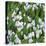 White Crocus Blooms-Anna Miller-Premier Image Canvas