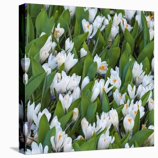 White Crocus Blooms-Anna Miller-Premier Image Canvas