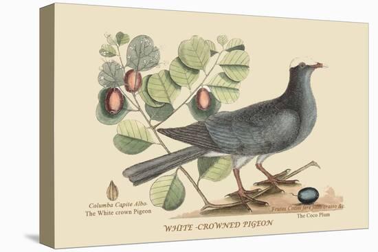 White Crown Pigeon-Mark Catesby-Stretched Canvas