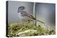 White-Crowned Sparrow Native to North America-Richard Wright-Premier Image Canvas