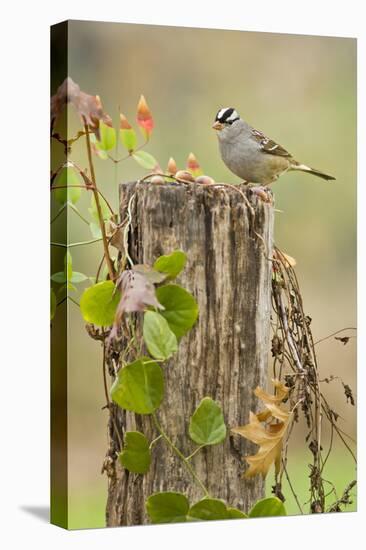 White-Crowned Sparrow (Zonotrichia Leucophrys) Foraging, Texas, USA-Larry Ditto-Premier Image Canvas