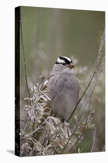White-Crowned Sparrow (Zonotrichia Leucophrys), Yellowstone National Park, Wyoming, U.S.A.-James Hager-Premier Image Canvas