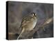 White-Crowned Sparrow (Zonotrichia Leucophrys)-James Hager-Premier Image Canvas