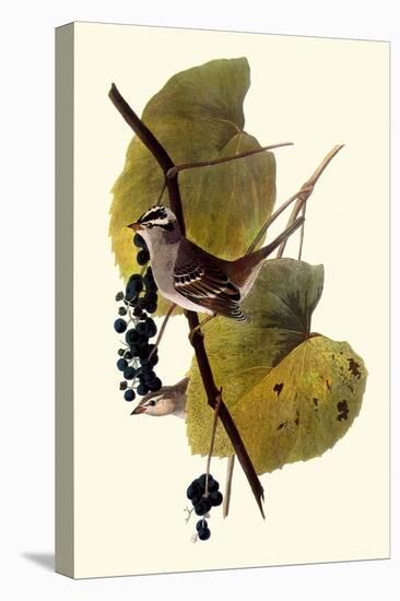 White-Crowned Sparrows-John James Audubon-Premier Image Canvas