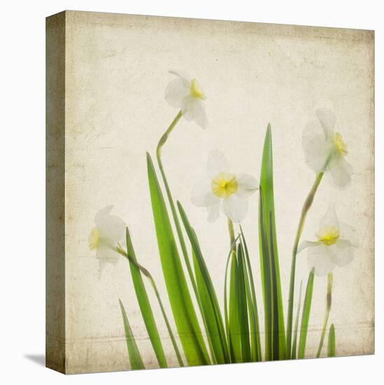 White Daffodil Garden-Judy Stalus-Stretched Canvas