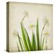 White Daffodil Garden-Judy Stalus-Stretched Canvas