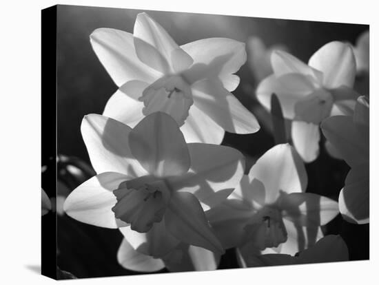 white daffodils in spring. Black and white image-AdventureArt-Premier Image Canvas