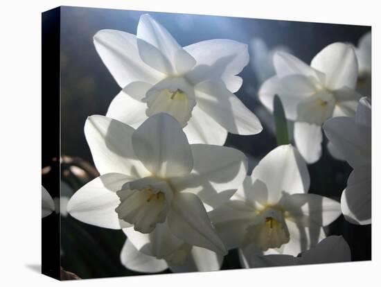 white daffodils in spring sunshine-AdventureArt-Premier Image Canvas