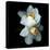 White Daffodils-Magda Indigo-Premier Image Canvas