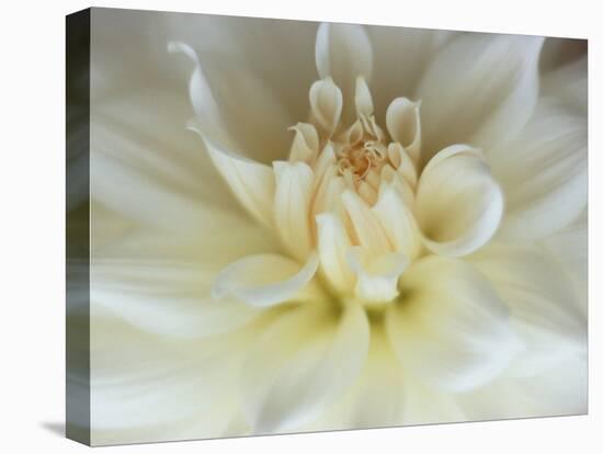 White Dahlia Close-up-Janell Davidson-Premier Image Canvas