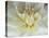White Dahlia Close-up-Janell Davidson-Premier Image Canvas