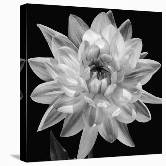 White Dahlia I-Caroline Kelly-Stretched Canvas