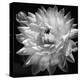 White Dahlia II-Caroline Kelly-Stretched Canvas