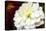 White dahlia, USA-Lisa Engelbrecht-Premier Image Canvas