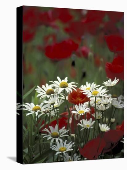White Daisies and Red Poppies, near Crosby, Tennessee, USA-Adam Jones-Premier Image Canvas