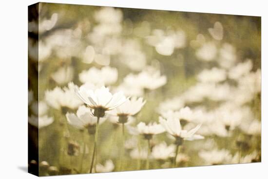 White Daisies-null-Premier Image Canvas