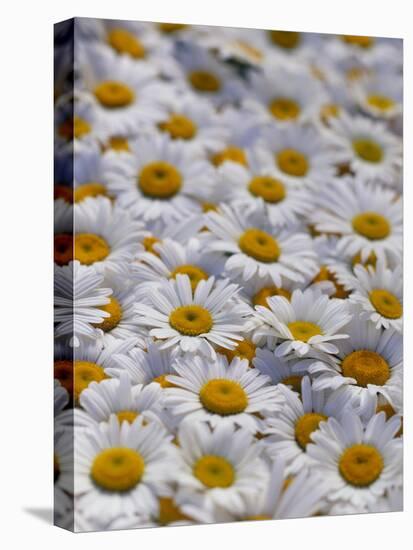 White Daisy Flowers-David Nunuk-Premier Image Canvas