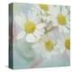 White Daisy II-Judy Stalus-Stretched Canvas