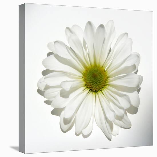 White Daisy-Gail Peck-Premier Image Canvas