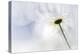 White Daisy-Ursula Abresch-Premier Image Canvas