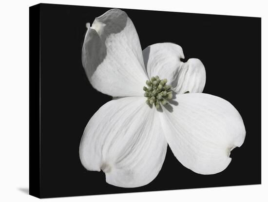 White Dogwood Bloom-Karen Williams-Premier Image Canvas