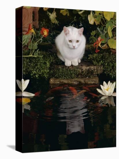 White Domestic Cat Watching Goldfish in Garden Pond-Jane Burton-Premier Image Canvas