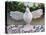White dove made of feathers, symbolizing Holy Spirit. Festa dos Tabuleiros celebration in Portugal.-Julie Eggers-Premier Image Canvas