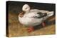 White Duck-Chris Vest-Stretched Canvas