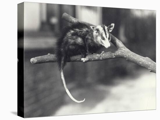 White-Eared Opossum on a Branch in London Zoo, December 1918-Frederick William Bond-Premier Image Canvas