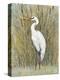 White Egret I-Tim OToole-Stretched Canvas