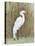 White Egret II-Tim OToole-Stretched Canvas