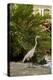 White Egret Tropical Bird, Bavaro, Higuey, Punta Cana, Dominican Republic-Lisa S^ Engelbrecht-Premier Image Canvas