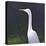 White Egret-Lincoln Seligman-Premier Image Canvas
