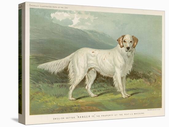 White English Setter-null-Premier Image Canvas