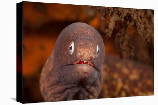 White-eyed moray, Bali, Indonesia-David Fleetham-Premier Image Canvas