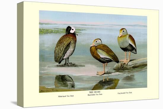 White-Faced, Black-Bellied and Gray-Breasted Tree Ducks-Louis Agassiz Fuertes-Stretched Canvas