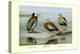 White-Faced, Black-Bellied and Gray-Breasted Tree Ducks-Louis Agassiz Fuertes-Stretched Canvas