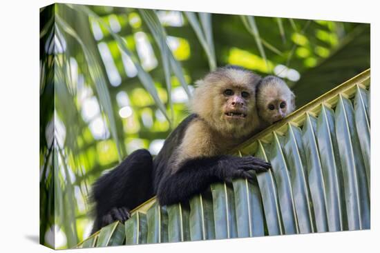 White-Faced Capuchin (Cebus Capucinus Imitator) Mother and Baby. Osa Peninsula, Costa Rica-Suzi Eszterhas-Premier Image Canvas