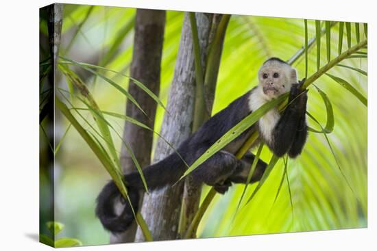 White-Faced Capuchin (Cebus Capucinus Imitator) Resting in Palm Tree. Osa Peninsula, Costa Rica-Suzi Eszterhas-Premier Image Canvas