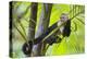 White-Faced Capuchin (Cebus Capucinus Imitator) Resting in Palm Tree. Osa Peninsula, Costa Rica-Suzi Eszterhas-Premier Image Canvas