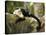 White Faced Capuchin (Cebus Capucinus), Manuel Antonio National Park, Costa Rica-Paul Souders-Premier Image Canvas