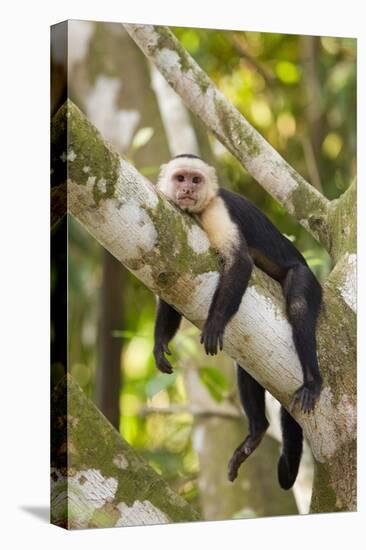 White-Faced Capuchin , Costa Rica-null-Premier Image Canvas