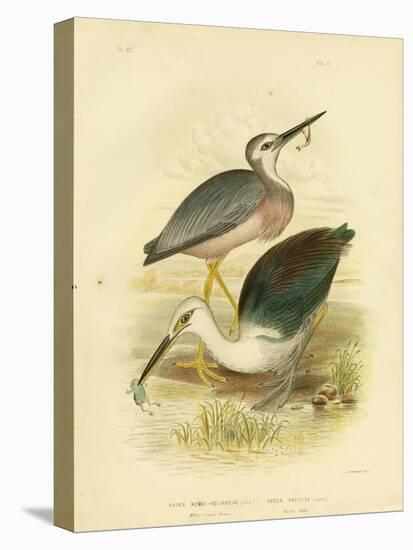 White-Faced Heron, 1891-Gracius Broinowski-Premier Image Canvas
