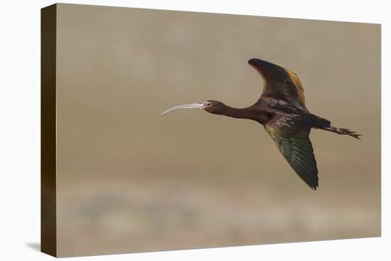 White Faced Ibis in Flight-Ken Archer-Premier Image Canvas