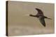 White Faced Ibis in Flight-Ken Archer-Premier Image Canvas