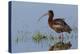 White-Faced Ibis-Ken Archer-Premier Image Canvas