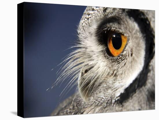 White-faced Scops Owl Eye-Linda Wright-Premier Image Canvas