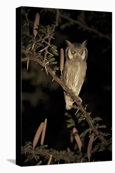 White Faced Scops Owl (Otus Leucotis) in a Candle-Pod Acacia (Acacia Hebeclada) at Night-Christophe Courteau-Premier Image Canvas