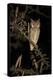 White Faced Scops Owl (Otus Leucotis) in a Candle-Pod Acacia (Acacia Hebeclada) at Night-Christophe Courteau-Premier Image Canvas